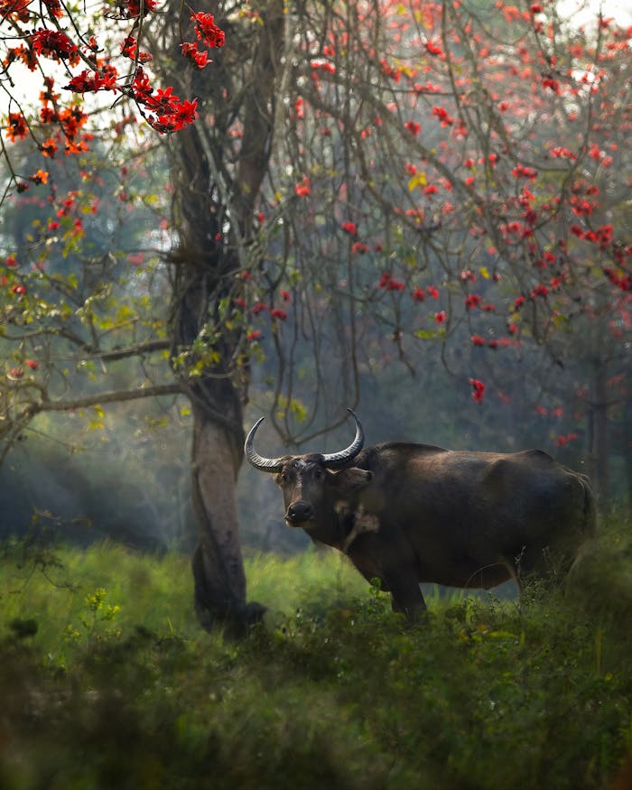 Captivating image of a water buffalo amidst vibrant foliage in a serene forest.
