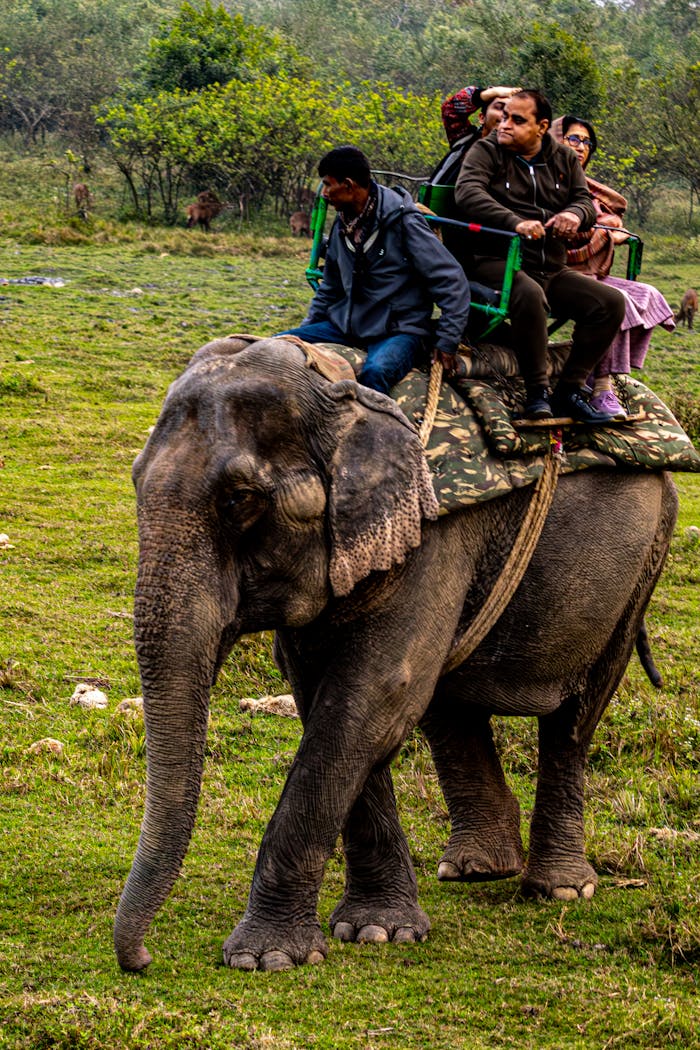 People enjoying an elephant ride in a lush green outdoor setting.